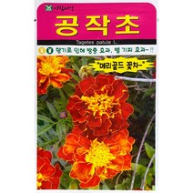 공작초꽃씨앗 100립