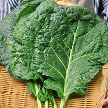산지직송 담양직송 김상식님의 유기농 케일 2kg(즙용), 단품없음