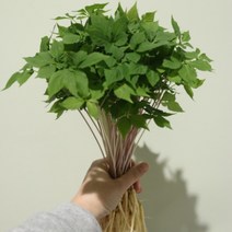 스마트팜 수경재배 새싹인삼 소 100뿌리 어버이선물 원기회복, 기본포장