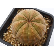 [오베사 중대품 0605] 홈가드닝 관엽 분재 선인장 키우기쉬운 아프리카 다육이 공기정화 특이한 귀여운 예쁜 희귀한 인테리어 생일 소형 작은 개업선물 리톱스 코노피튬 식물