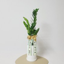 꽃피우는청년 실내공기정화식물 - 개업 승진 축하 리본 (금전수 스파티필름 안시리움 아레카야자 서향금 등), 우드스탠드 미포함, 금전수