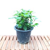 중형 목향 후피향 나무 분재 묘목 정원수 조경수 키우기