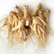 [GAP 취득 농부의 인삼] 인삼 수삼 6-5년근 난발 파삼 세척 삼계탕 선물 산지직송 홍삼액 정성가득, 세척안함, 6.중난발(750g)-11뿌리내외