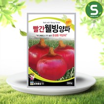 빨간웰빙양파씨앗 800립 적양파 중생종 씨앗 종자, 단품