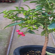 행복한꽃순이 외목대만냥금 천냥금 빨간열매