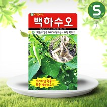 솔림텃밭몰 백하수오씨앗 100립 하수오씨앗 약초씨앗