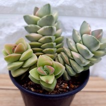 물드는 기천금 예쁜 다육식물 랜덤4-200, 단품