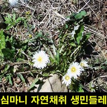 중국 전통차 선물 신장 설국 국화 차 곤륜산 천산 야생 정통 특산 꽃차 건강차 공식 플래그십 스토어, 200g 대용량 1병 신강 곤륜산 설국화 타이어