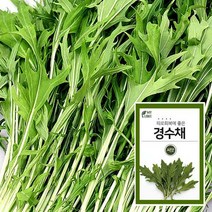 마이플랜트 경수채 씨앗 채소 야채 텃밭