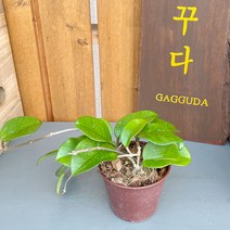 가꾸다 호야 펀치 희귀 수입식물 에어플랜트