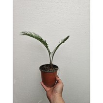 실내공기정화식물 뿌리깊은 소철나무 중소품 20-40cm 49, 1개