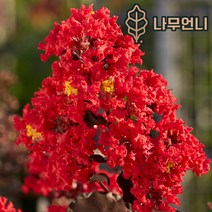배롱나무 자엽배롱나무 백일홍 나무언니, 자엽배롱: 블랙다이아몬드 적색 다간형 개화주 분묘