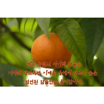 썬포레 타이벡 조생귤 5kg, 타이백조생귤 특등급M, 1개