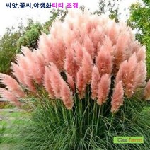희귀씨앗 핑크 팜파스 그라스 씨앗 10립