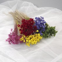 스타플라워 프리저브드 6색, 블루 바이올렛