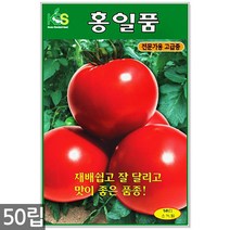 왜성적피 강낭콩 씨앗 30g - 콩씨 콩씨앗 씨 강낭콩씨 빨간강낭콩 붉은강낭콩씨앗 씨 강낭콩씨앗 주말농장 텃밭, 11_홍일품토마토(50립)