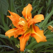 모종 왕원추리 (포트) 10개 B1950