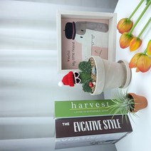 수형예쁜 만세선인장 다육식물 화분 인테리어식물 키우기쉬운 반려식물, 03_만세선인장 황토완제품(받침포함)