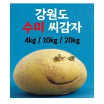 강원도 씨감자 수미 ( 야채 반찬용 ) 4kg 10kg 20kg 분감자 감자씨 감자종자, 수미 20kg