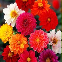 꽃씨앗 다알리아 혼합색 (10립) -다년초