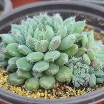 [소소한다육] 룬데리 에케베리아속 국민다육