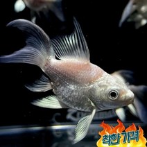 열대어 숏바디 코이 약10cm~13cm잉어 물고기 키우기
