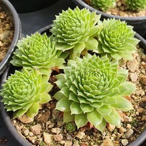 [다육식물]바위솔-데니, 1개