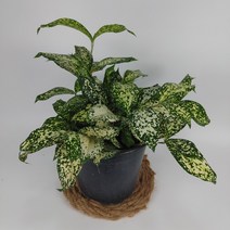 골드세피아 새로입고 높이33센치 최상급 공기정화식물, 1개