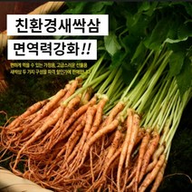 대숲맑은 새싹삼 새싹인삼 100뿌리 산지직송 몸에좋은 GAP인증, *고급 소 100뿌리 (17cm 좌우)