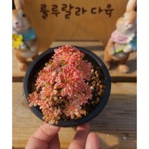 [룰루랄라다육][랜덤]다육식물 소인제금, 1개