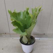 그란테박쥐란 최상급 공기정화식물