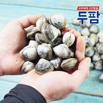 두팜 물총조개 서해안 동죽조개 1kg, 동죽조개 2kg, 1개