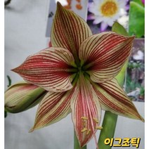 아마릴리스 구근(이그조틱스타)소형구, 1개