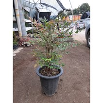 [박씨농원] 남천/높이70센치