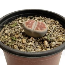 리톱스(톱레드)-생석화속/메셈류/리톱스/다육식물