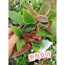 환희호야/새잎이 자주색으로 나와 예쁜 것이 특징