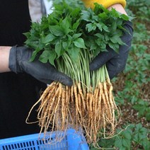 안젤라 제이 상사 2년이상 농장 직발송 새싹삼 50뿌리 100뿌리 소사이즈 (20cm~25cm)