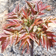 [한국인의 밥상 방영] 국산 두릅 참두릅 엄나무순 개두릅 가죽나물 500g 1kg 1.5kg 2kg 제철 산나물 봄나물, 3-1. 가죽나물 500g, 1개