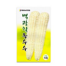 백광찰옥수수 씨앗 채소 옥수수종자(70립) MK194
