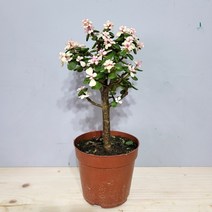 핑크아악무 은행목 사랑무 중품 다육식물 선물화분 대략25cm