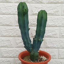 용신목 선인장38