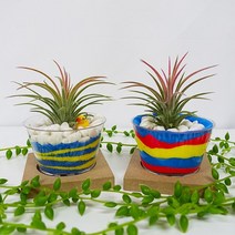 알록달록 이오난사 화분 키우기 만들기 DIY 키트, 클레이