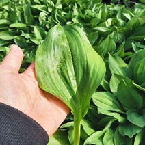 [웰굿] 산지직송 강원도 명이나물 잎명이 2kg