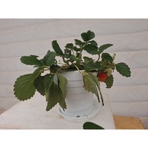 설향딸기모종 화분 베란다 텃밭, 특묘, 특묘(화분포함)