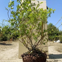 왕블루베리묘목 6년생 재배 키우기, 1개