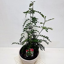 산초 나무 키우기 향신료화분 집에서 키우는 키우기 쉬운 식물 독일토분, 단품