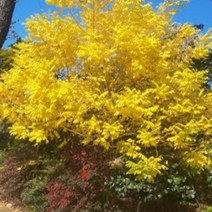 묘목/황금 회화나무 2L 사각 화분 J526