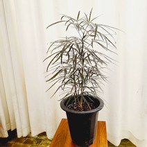 [하늘꽃농원] 아랄리아 아라리아 디지도데카