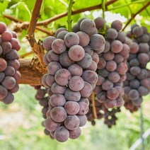 더조은푸드 [더조은] 경북 영천 거봉 포도 2kg 4송이 (에어포장), 1