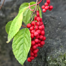 약용식물 / 실1년생 10주묶음 / 오미자 (Schisandra Fruit) 각종 건강성분 함유 MT47-0